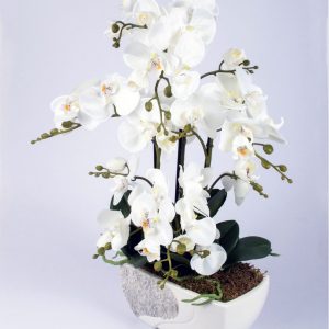 Balta Orchidėja