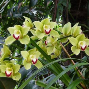 Geltona Orchidėja