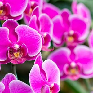 Rožinė orchidėja